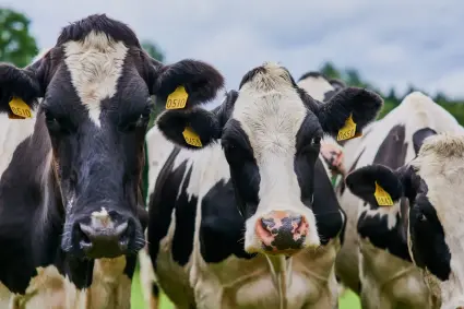 El Supremo confirma la multa a Lactalis por el cártel de la leche y refuerza las reclamaciones de miles de ganaderos