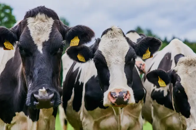 El Supremo confirma la multa a Lactalis por el cártel de la leche y refuerza las reclamaciones de miles de ganaderos